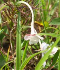 Ramphicarpa longiflora (Tutari)